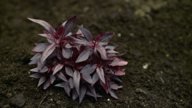  - Raindrops [feat. Shungudzo]